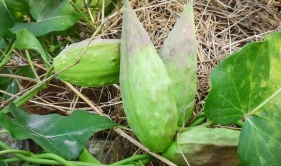 老瓜瓢怎么吃最好,解锁美味新境界