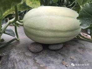 老瓜瓢怎么吃最好,解锁美味新境界