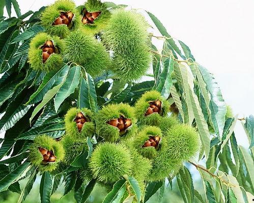 树控cp吃瓜,揭秘娱乐圈甜蜜背后的真相