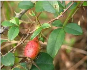 树控cp吃瓜,揭秘娱乐圈甜蜜背后的真相