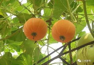 清幽吃瓜,揭秘娱乐圈那些不为人知的幕后故事