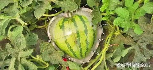 美国吃瓜用什么,揭秘社交媒体时代的舆论风向标