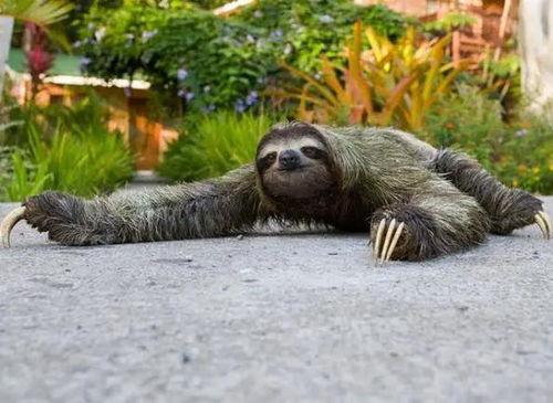 动物吃瓜看戏配音,动物们的欢乐食光