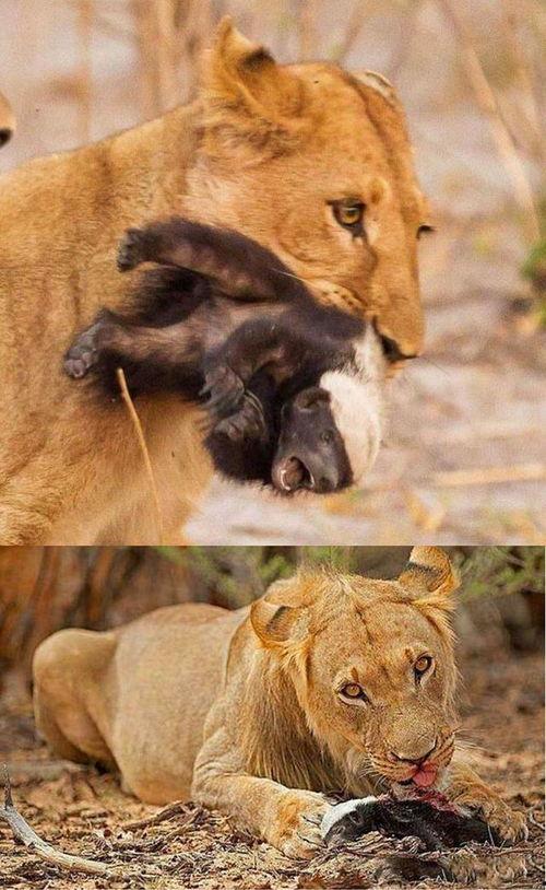 动物吃瓜看戏配音,动物们的欢乐食光