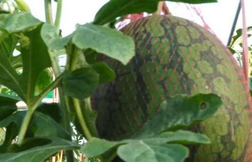 新年有瓜吃,瓜果飘香，共享丰收喜悦