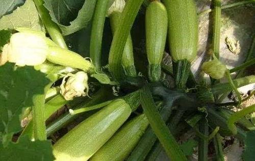 咳嗽吃茭瓜,缓解咳嗽的天然良方