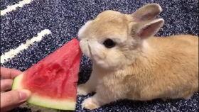 小兔圆盘吃瓜,小兔圆盘的奇妙瓜果之旅