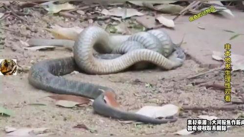 蛇吃大瓜,一场惊心动魄的生态奇观