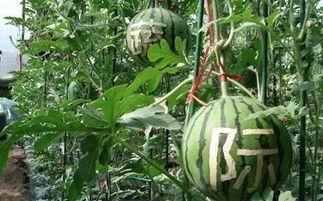 雨晴吃瓜,揭秘娱乐圈幕后故事