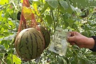 雨晴吃瓜,揭秘娱乐圈幕后故事