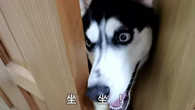 哈士奇天天吃瓜,天天吃瓜的欢乐日常