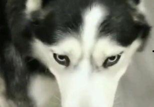 哈士奇天天吃瓜,天天吃瓜的欢乐日常