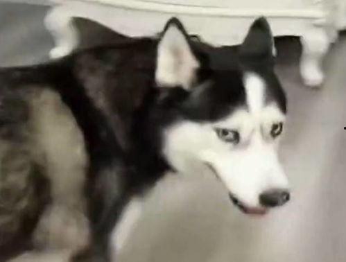 哈士奇天天吃瓜,天天吃瓜的欢乐日常