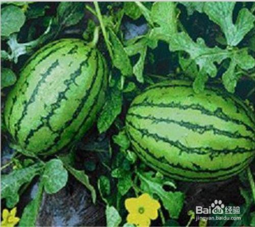 在线看吃瓜,跟随“吃瓜群众”一起围观娱乐圈风云