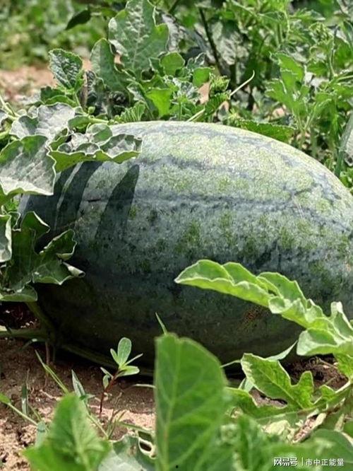 滕州疫情吃瓜,吃瓜群众视角下的防疫战记