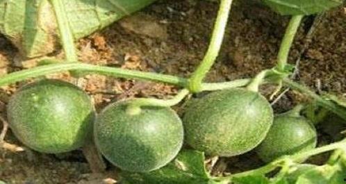 吃瓜的园子,网络热点的幕后故事与趣味解读