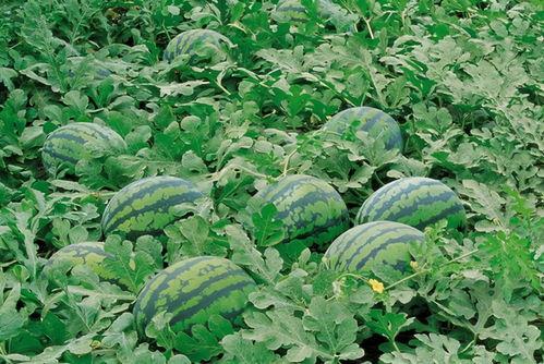 长辈吃瓜图片大全高清,高清图片大盘点