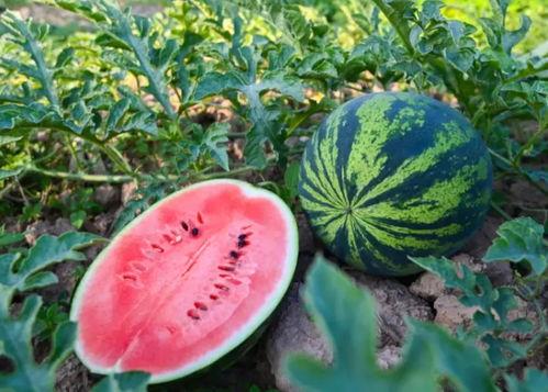 凌音吃瓜,揭秘娱乐圈幕后故事