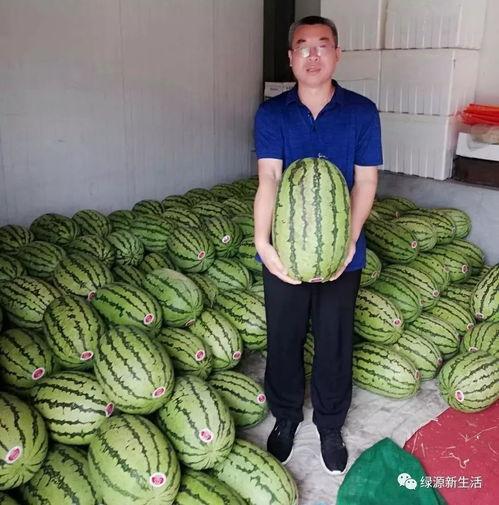 吃瓜活动名,揭秘吃瓜活动背后的趣味与魅力