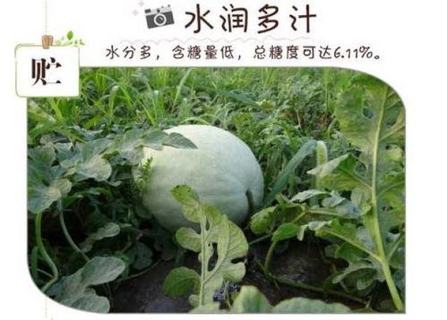 白瓜怎么吃呢,轻松解锁美味新体验