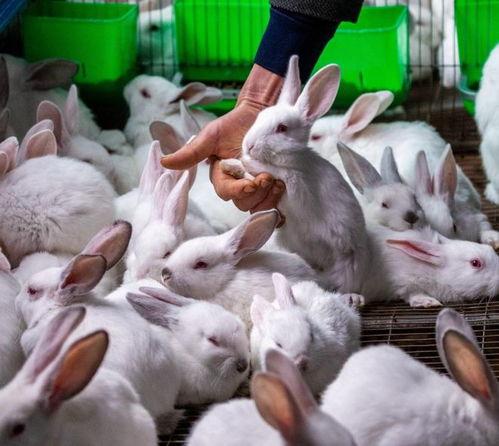 瓜州吃兔子,兔子佳肴的独特风味