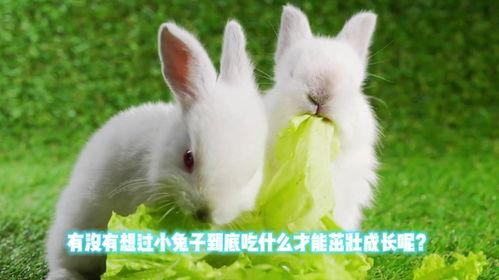 瓜州吃兔子,兔子佳肴的独特风味