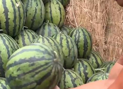 全国模特都在吃瓜,全国模特集体“吃瓜”，揭秘幕后风云