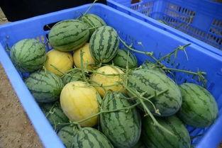 免费吃瓜的群,揭秘网络社交的狂欢盛宴