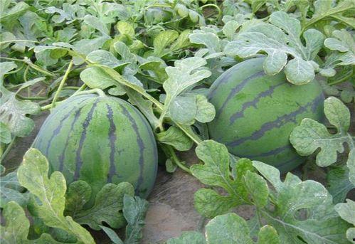 来瓜地吃西瓜,一场与西瓜的邂逅之旅