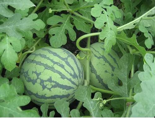 吃瓜赵小花,揭秘娱乐圈背后的那些事儿