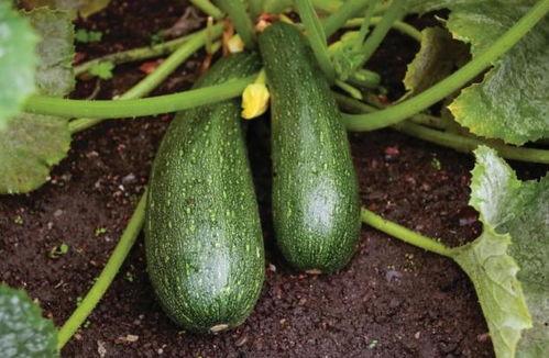 野生药瓜怎么吃,野生药瓜的多样食用方法探索