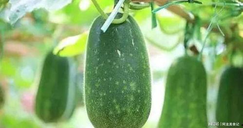 野生药瓜怎么吃,野生药瓜的多样食用方法探索