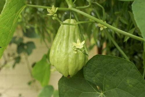 吃种子瓜,从吃种到收获的绿色奇迹