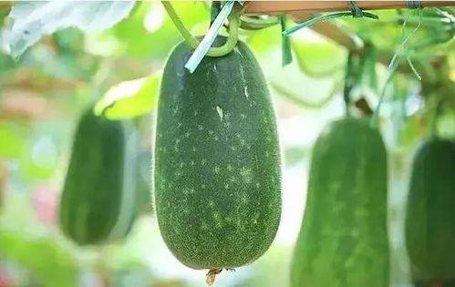 吃种子瓜,从吃种到收获的绿色奇迹