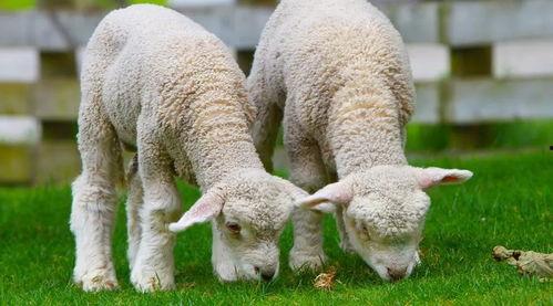 羊狼吃瓜,瓜田奇遇记