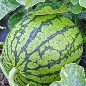 西北吃瓜事件真相,揭秘背后真相与反思