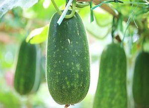 梦见吃瓜是生瓜