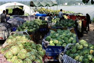 吃瓜河南飞广州,一场跨越千里的美食之旅