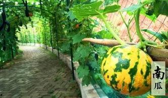 幽默的吃瓜馆,探秘幽默吃瓜馆的欢乐时光