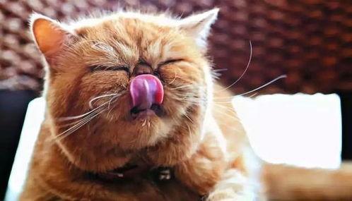 猫吃瓜飘屏,揭秘猫咪的趣味瞬间