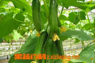 做梦吃很甜的小乳瓜,小乳瓜的奇幻之旅