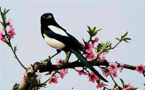 喜鹊围观吃瓜视频,揭秘动物界的“八卦风云”