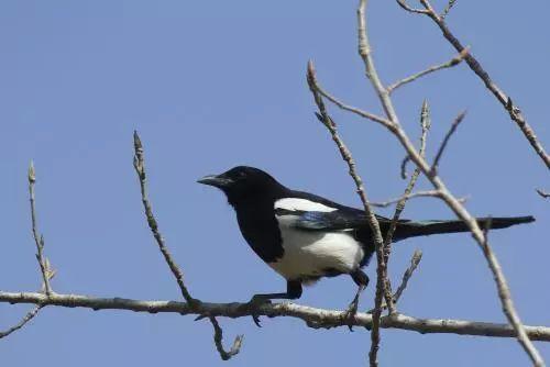 喜鹊围观吃瓜视频,揭秘动物界的“八卦风云”