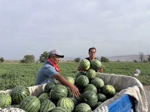吃瓜天天搬家,跟随“天天搬家”的潮流，揭秘搬家背后的生活变迁