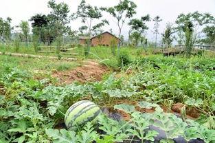 吃瓜社官网,带你走进娱乐圈的幕后风云