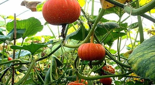 农村老人买瓜吃,品味田园生活的甜蜜时光