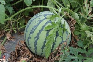 地上吃的瓜叫什么瓜,探寻地上瓜果的别样风味