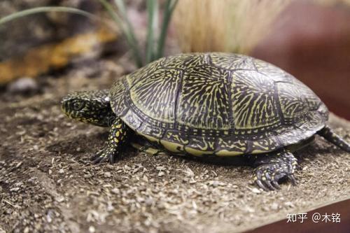 乌龟消消乐吃瓜,瓜果飘香，欢乐无限