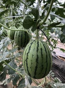 网红吃瓜社,揭秘娱乐圈幕后真相，带你领略明星们的真实生活