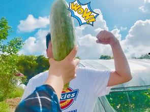 网红吃瓜社,揭秘娱乐圈幕后真相，带你领略明星们的真实生活